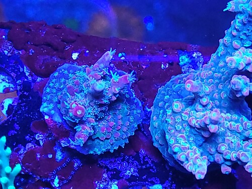 En acro jeg har haft i flere år. Fik den fra Tyskland. Stod stille i et til halvandet år, for så pludseligt at skyde afsted. På størrelse med en barnehånd, voksede tabletop. Pludselig fik den en infektion, så den blev nødfragmenteret. Heldigvis har alle frags klaret den.