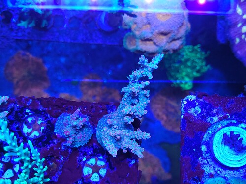 Samme acro, bare et andet frag.