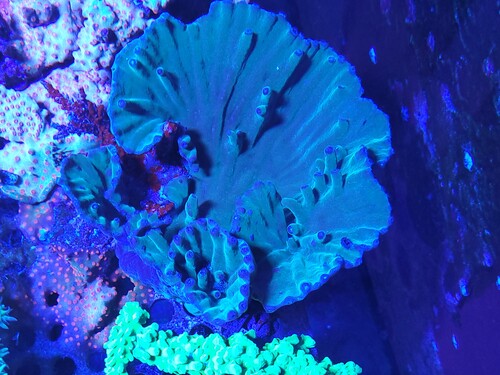 Og så en lidt speciel koral. Tubinaria heronensis. Ret sjældent set. Man troede faktisk at den var uddød, men den er her stadig. Hvis du ser på en mobil, så prøv at forstørre billedet. Den er ret smuk og ser lidt sjov ud med de rør lignemde afsæt til polypperne. <br />Læs Jake Adams beretning om hans eksemplar https://reefbuilders.com/2014/05/09/turbinaria-heronensis-incredible-story-coral-comeback/