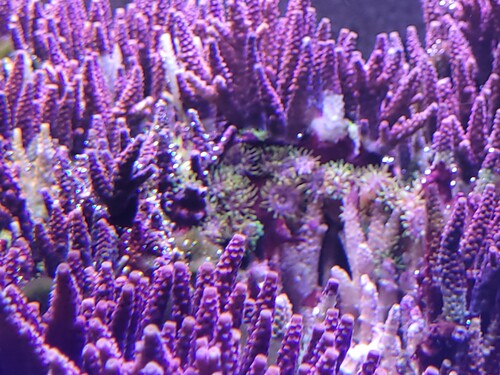 Billedet af adgangsvejen er taget 27.12 kl 20:36  Igen med mange store majanoer.