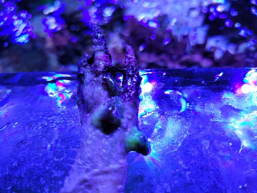 Der sidder majanoer på stort set hvert eneste stykke koral jeg hiver op