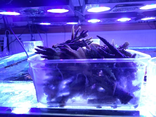 Jeg har fyldt 5 af de bøtter her.