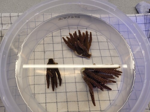 Frags. De blev hentet i går aftes.