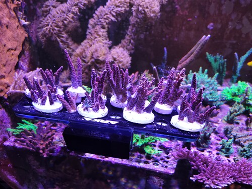 Og så fik jeg fyldt fraghylden op