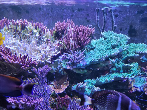 Den læner sig over mod hyacinthus th. Den støtter sig mod den.