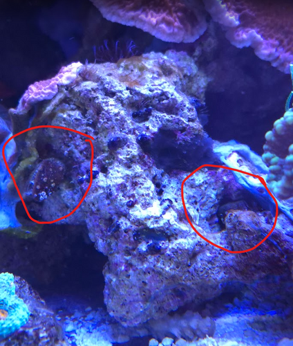 Skærmbillede 2026-01-07 133748.png