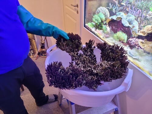 Malificent. Med blødende hjerte. Men den var fuldstændig sat til I majanoer I bunden.