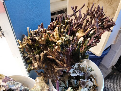 Synes de vokser som Montipora digitata. Vokser opad og bunden går til. Men nu røg den for at give luft/flow. Jeg har frags af den.