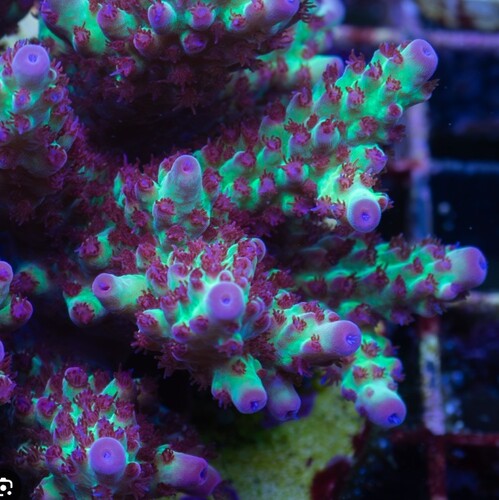 OG strawbarry sotvage.jpg