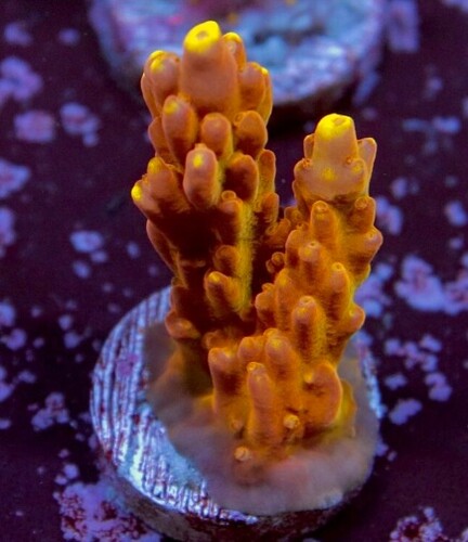 golden jaw dropper.jpg