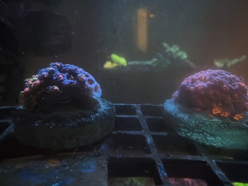 image.jpg (1.38 MiB) Vist 1283 gange Gonipora