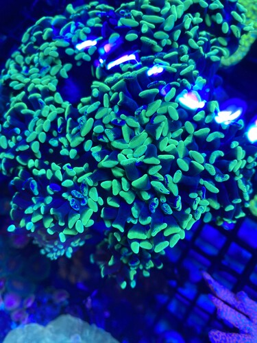 Euphylia 2 hoveder 100 kr