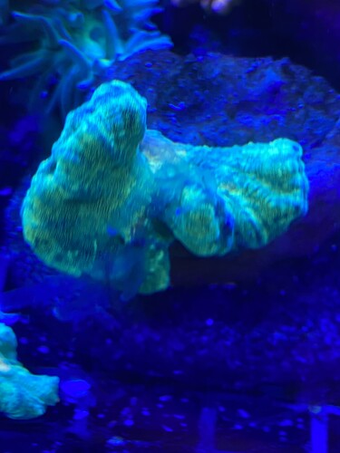 Spaceinvader pectinia 250 kr