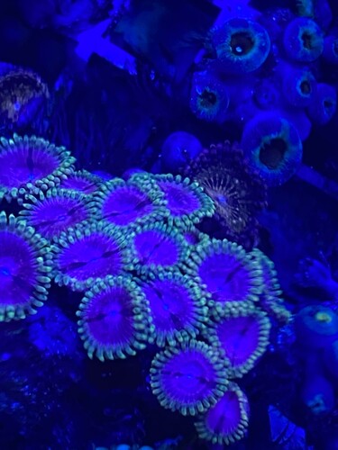 Zoas 200 kr
