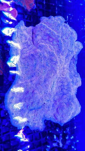 Charlice store stykker fra 100 kr