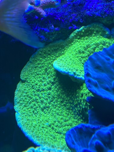 Har fragment og koraller af denne - fra 100 kr