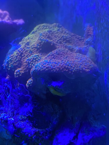 Montipora multicolour 200 kr