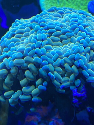 Euphylia 1 hoved 200 2 hoveder 300 kr