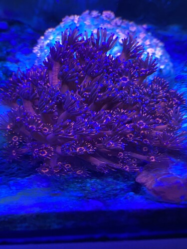 Aflægger gonipora 200 kr