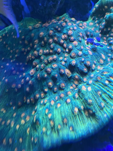 Aflægger 150 kr - spaceinvader