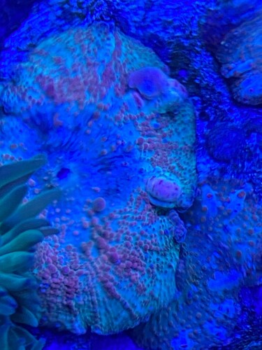 Speciel bounce skive 500 kr