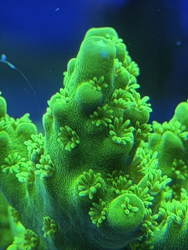 Acropora Austera “Neon Green”