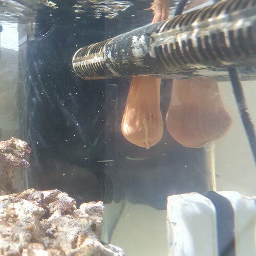 Den før omtalte klunke med rowa og bacto balls