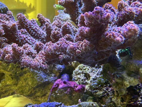 Great PE White light