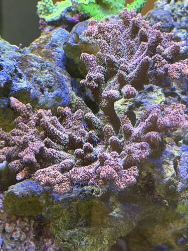 Great PE White light