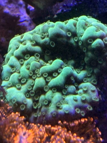 Montipora Appleberry
