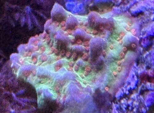 Montypoa Chillipebber