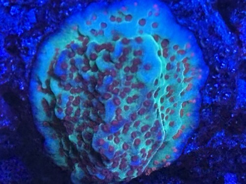 Montypoa Chillipebber