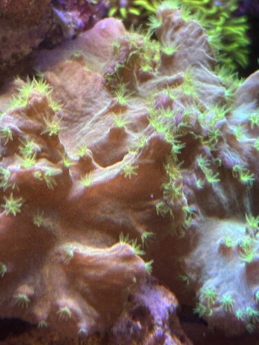 Moderkoral ik til salg ( blødkoral)