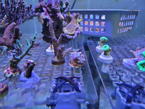 Det første billeder var egentlig ok. Men jeg ville lige prøve at zoome lidt. Og her kom overraskelsen.