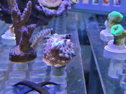 Det ligner ikke en acro til min store overraskelse. Det ligner umiskendeligt en Cyphastrea decadia. Jeg har brudt mit hoved med, hvordan fanden det har ladet sig opføre. Jeg har Cyphastrea decadia, men har så vidt jeg husker ikke lavet frags i lang tid. Jeg har mest klippet on demand.