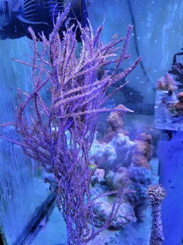 Antillogorgia bipinnata. En ikke så tit set gorgonia. Jeg har herken set den før eller siden. Tror den kom ind ved en fejl. Den er muligvis forveklset med elisabetae. Grossisten var usikker og foreslog elisabetae.