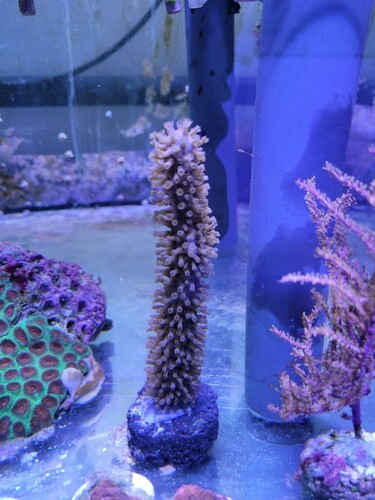 Eunicea succinea frag. Bottlebrush gorgonia der som navnet antyder ligner en flaskerenser. Store brune polypper. Meget skulpturel koral, der gør sig godt i et rev fordi den er så anderledes. Skader ingen andre koraller. Tåler masser af blæst, hvor den svajer i flowet. Jeg har sat 5 frags op ad benene på gulvet i fragtanken. De står som søjler. Frags skal også sælges.