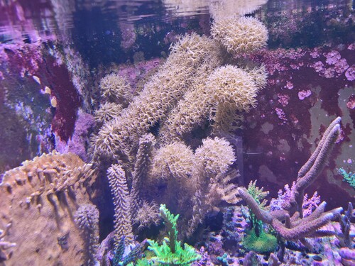 Eunicea succinea som stor, hvor man kan se hvor fluffy den bliver.