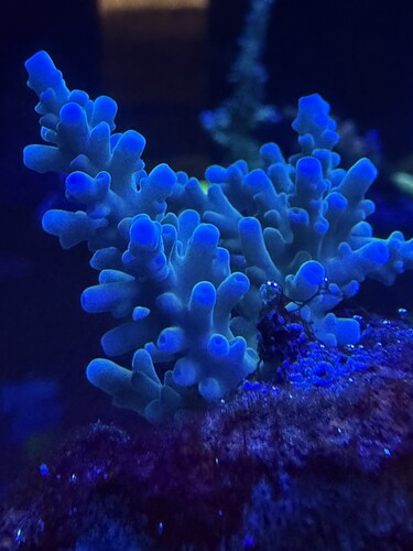 New coral 1
