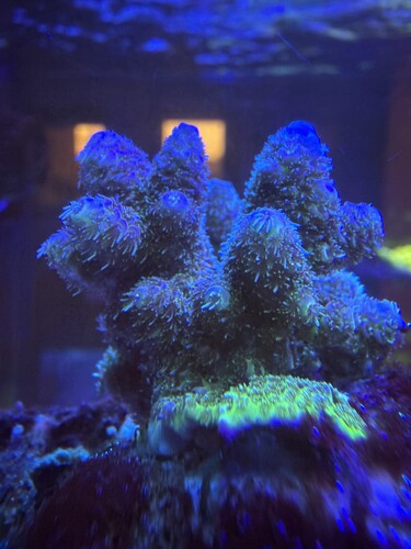 New coral 2