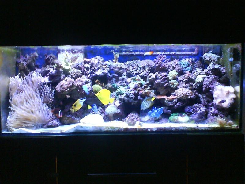fullshot