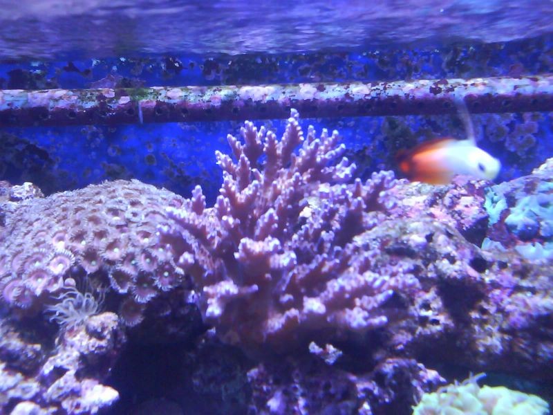 brun acropora med lilla spidser