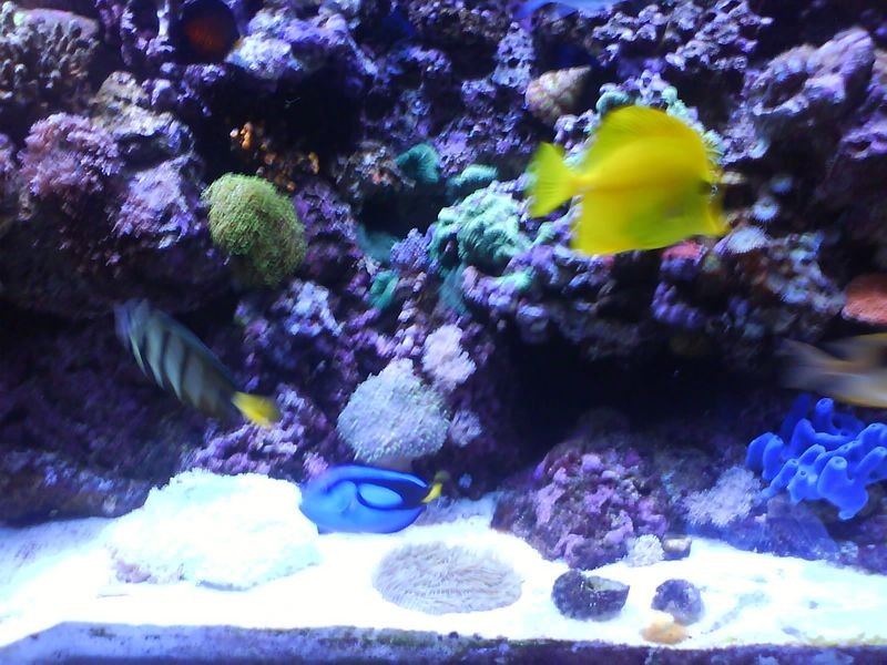 fiskebillede