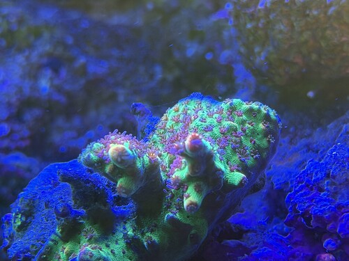 Den kommer sig fint, efter næsten at være død