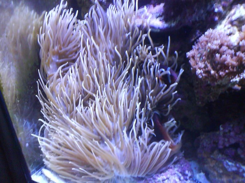 anemone