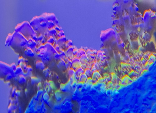 Cb malificent farver så smuk op