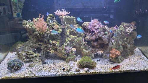 Mit saltvandsakvarie