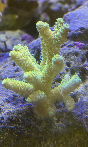 Decocean/Bali yellow Acropora