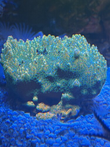 IMG_6237.jpeg