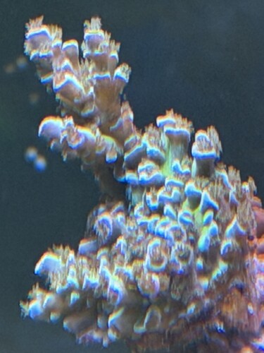 IMG_6236.jpeg